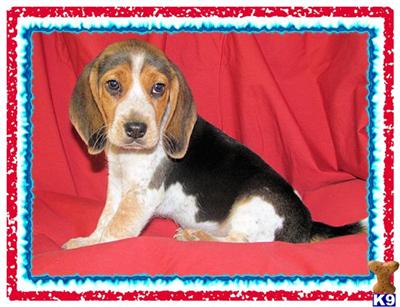 Beagle Puppies for Sale